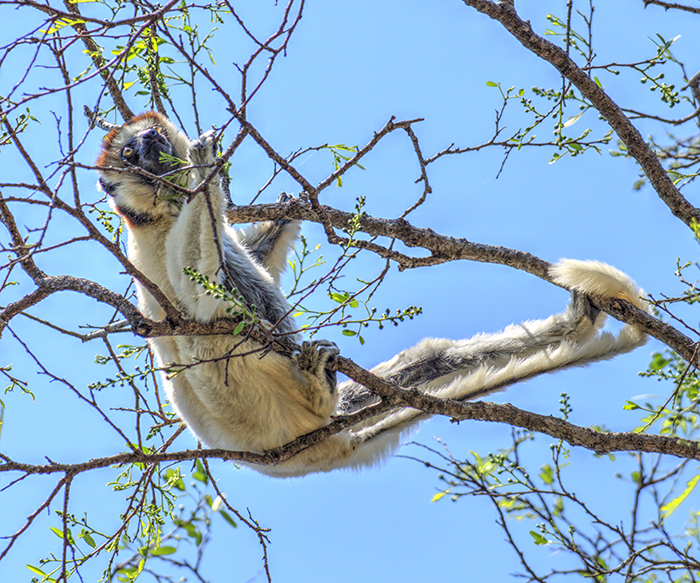 Verreaux lemur hanging with tail in tree